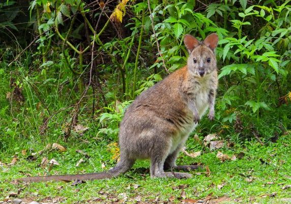 kangaroo
